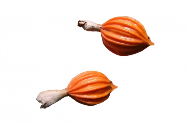 Creation of Pod Fish: Step 2